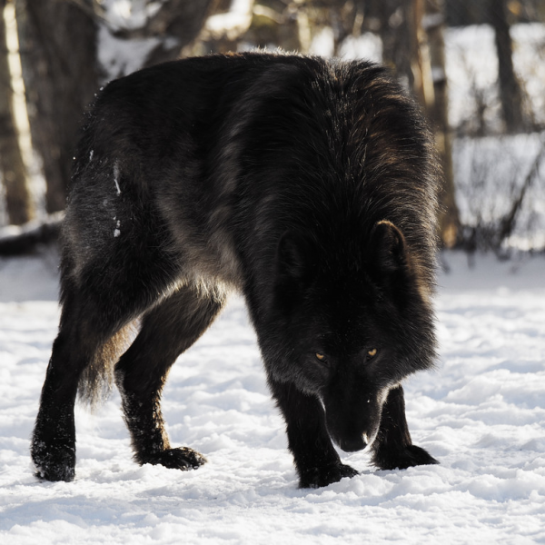 @BlackWolf's Avatar
